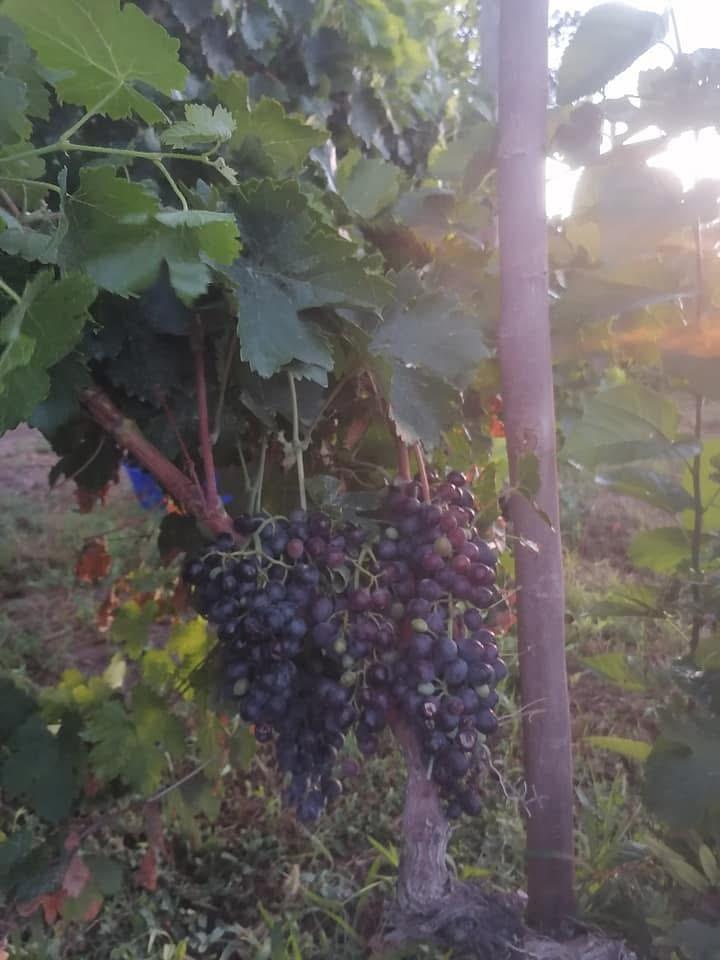 Vineyard block at Rancho El Regalo.
