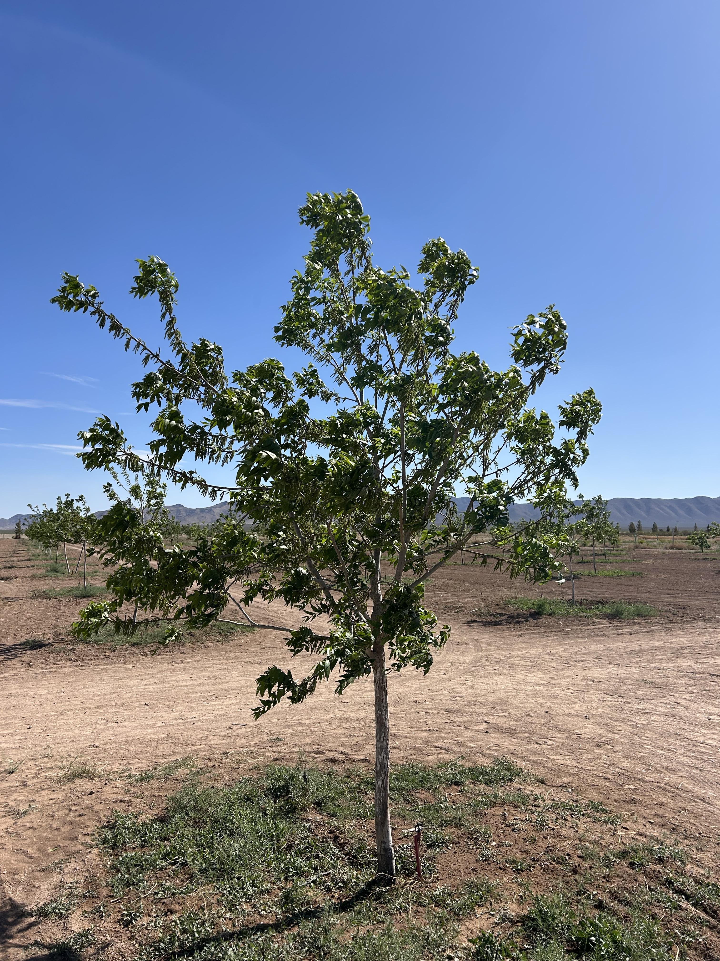 Desert pecan orchard at Rancho El Regalo.