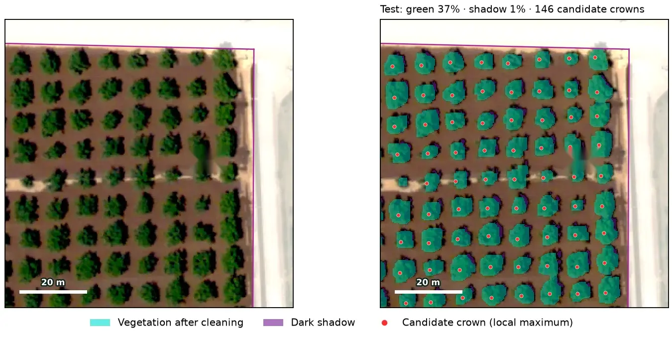 Aerial photo of a pecan orchard and the same photo with the canopy mask and every candidate crown marked.