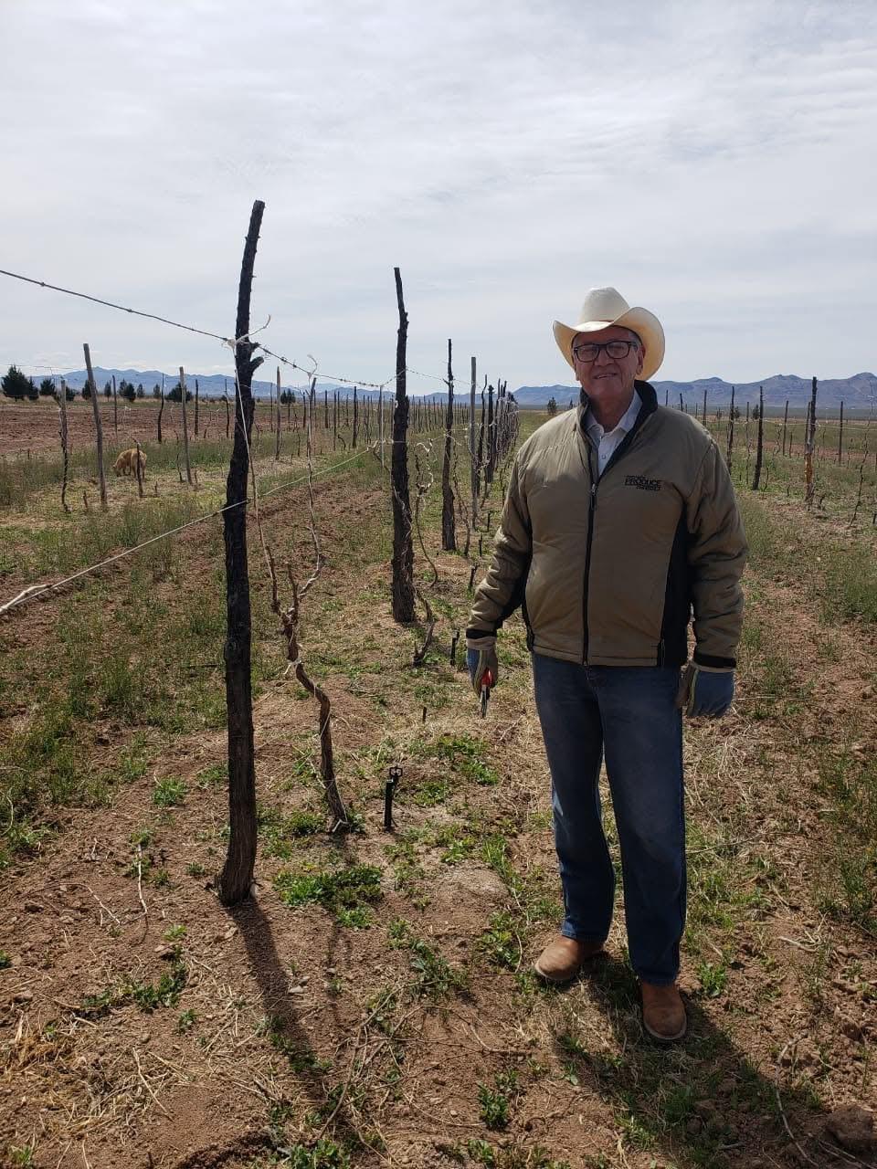 Vineyard harvest at Rancho El Regalo.