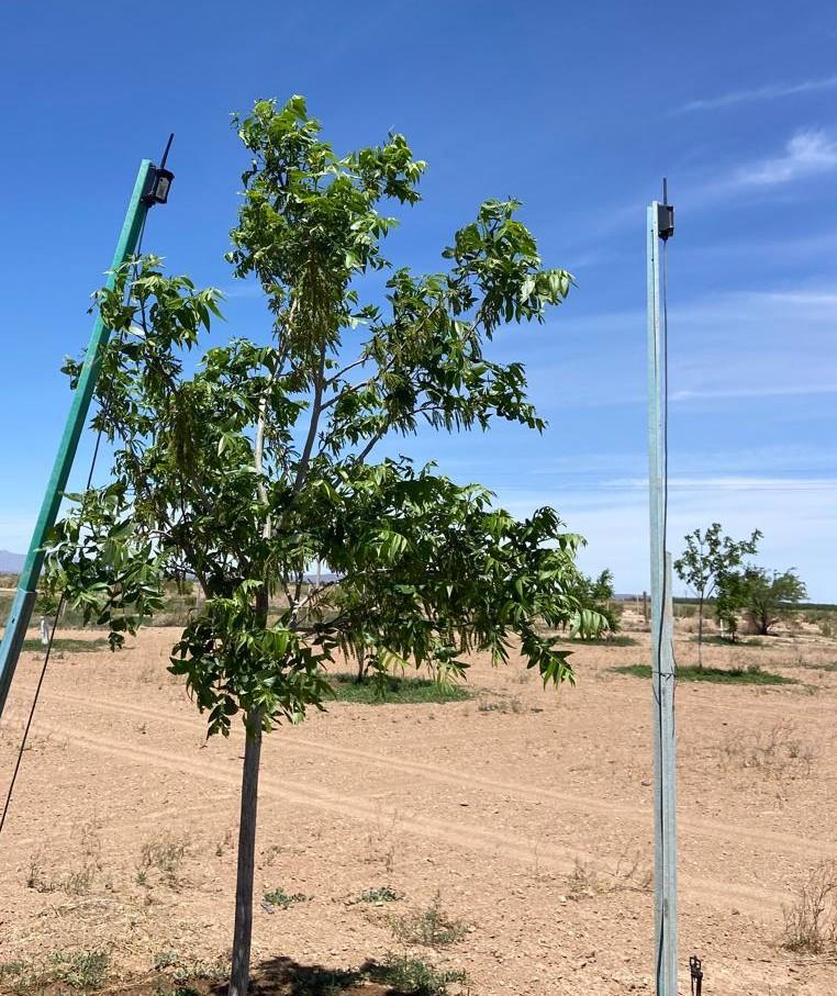 Soil and moisture sensor installed in dry soil at Rancho El Regalo.